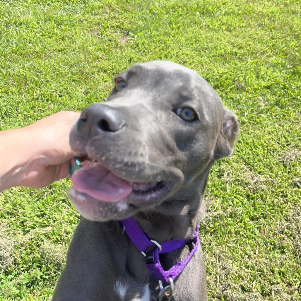 Lisa, a Adoptable Mixed Breed in Pittsburgh, PA image 4/6