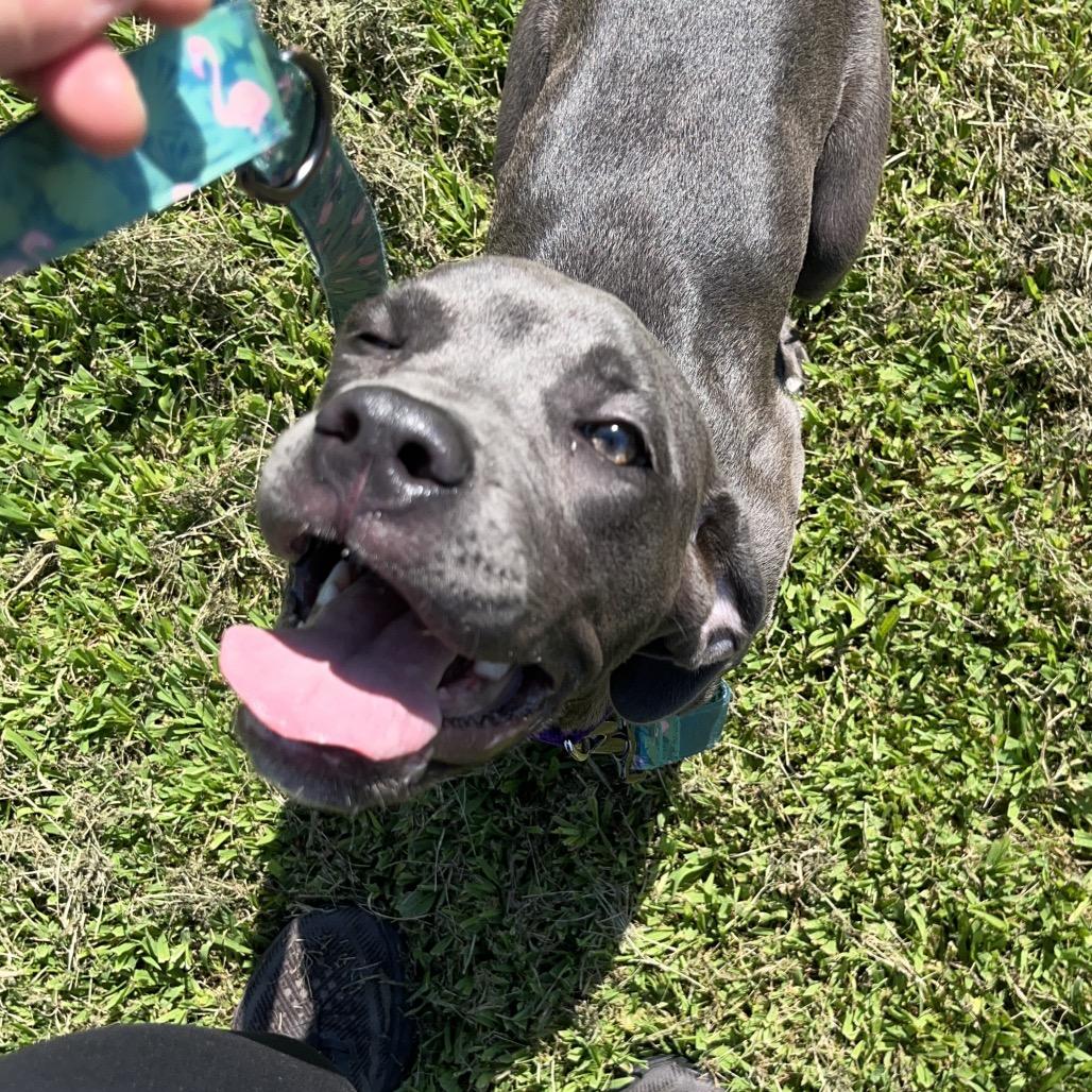 Lisa, a Adoptable Mixed Breed in Pittsburgh, PA image 5/6