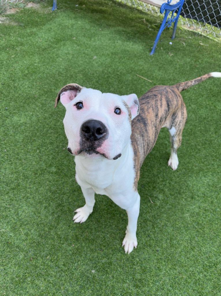 Otter, Adoptable, Young Male Pit Bull Terrier & American.