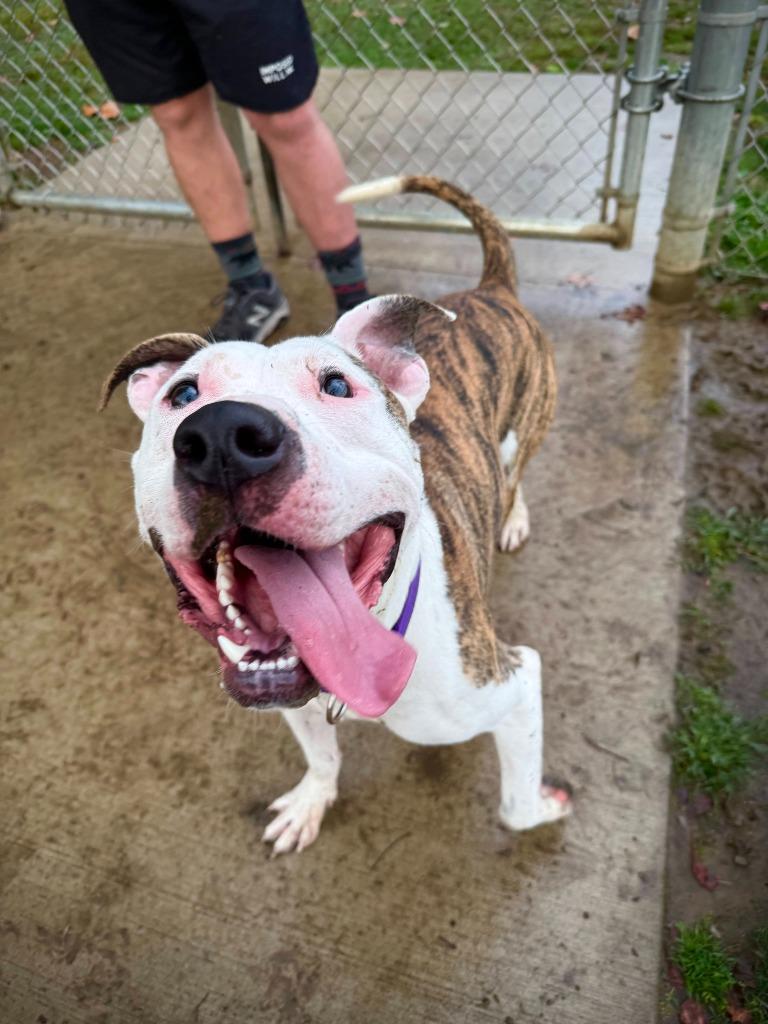 Otter, a Adoptable mixed breed in New Kensington, PA image 2/6
