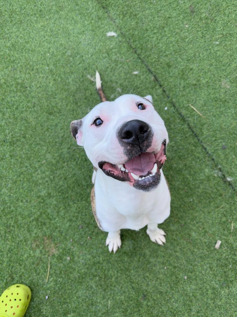 Otter, a Adoptable mixed breed in New Kensington, PA image 3/6