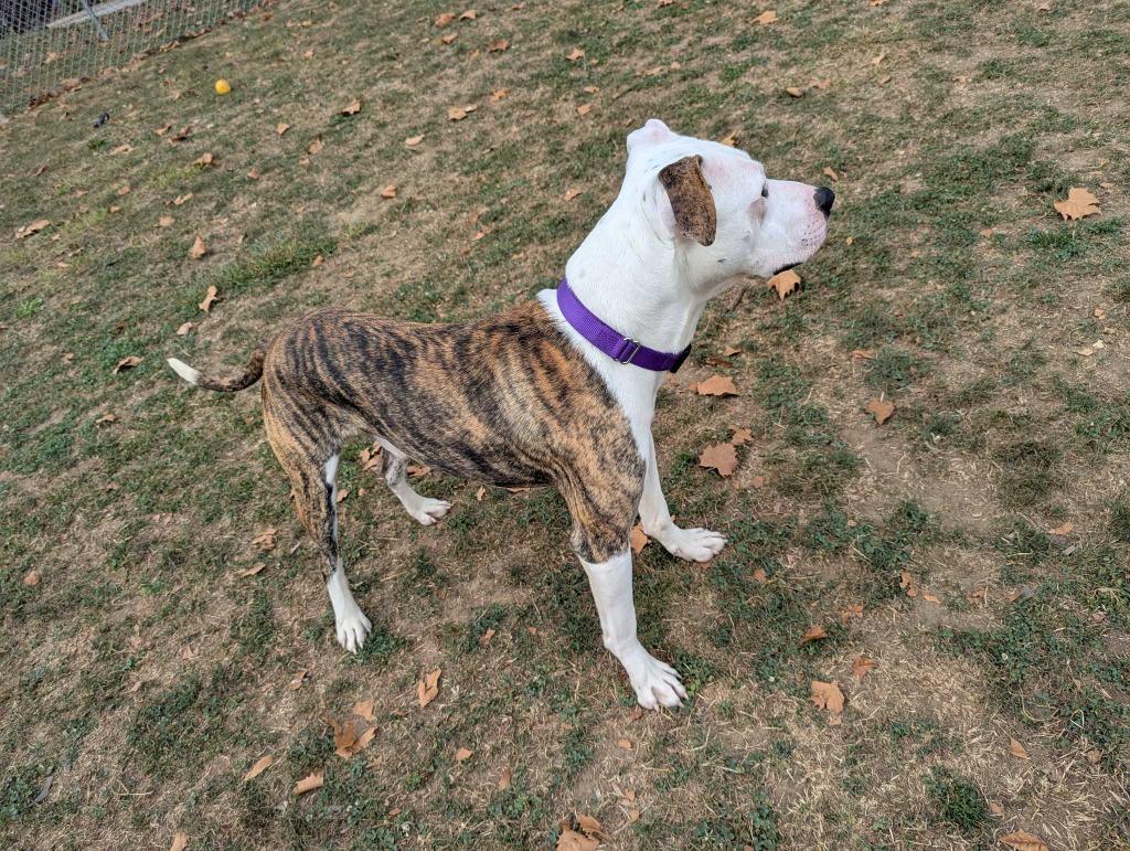 Otter, a Adoptable mixed breed in New Kensington, PA image 4/6