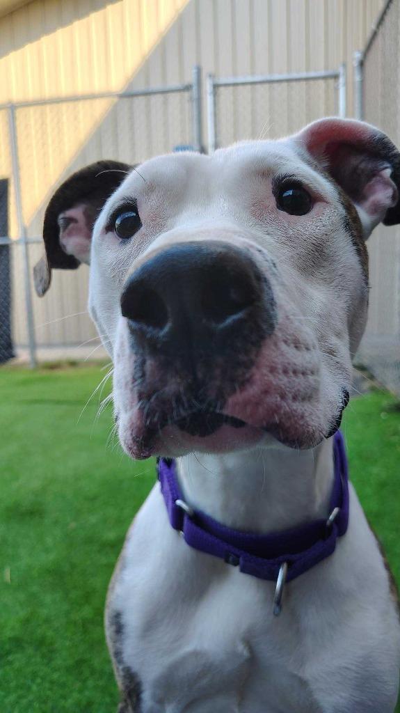 Otter, a Adoptable mixed breed in New Kensington, PA image 5/6