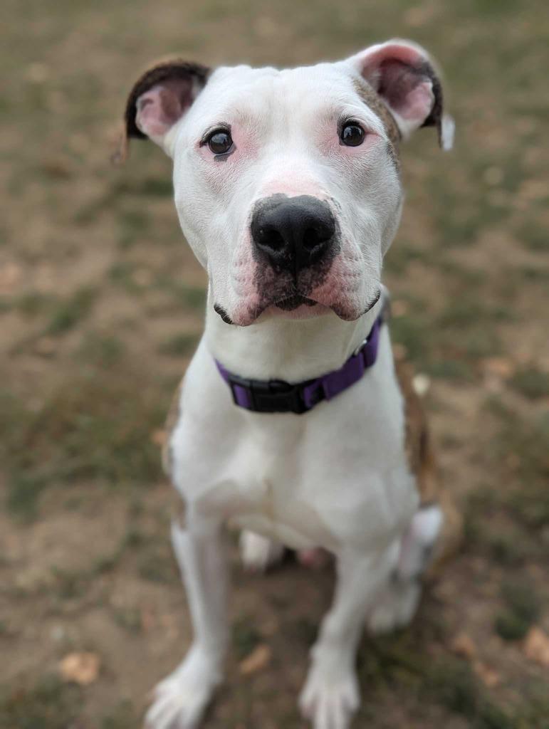 Otter, a Adoptable mixed breed in New Kensington, PA image 6/6