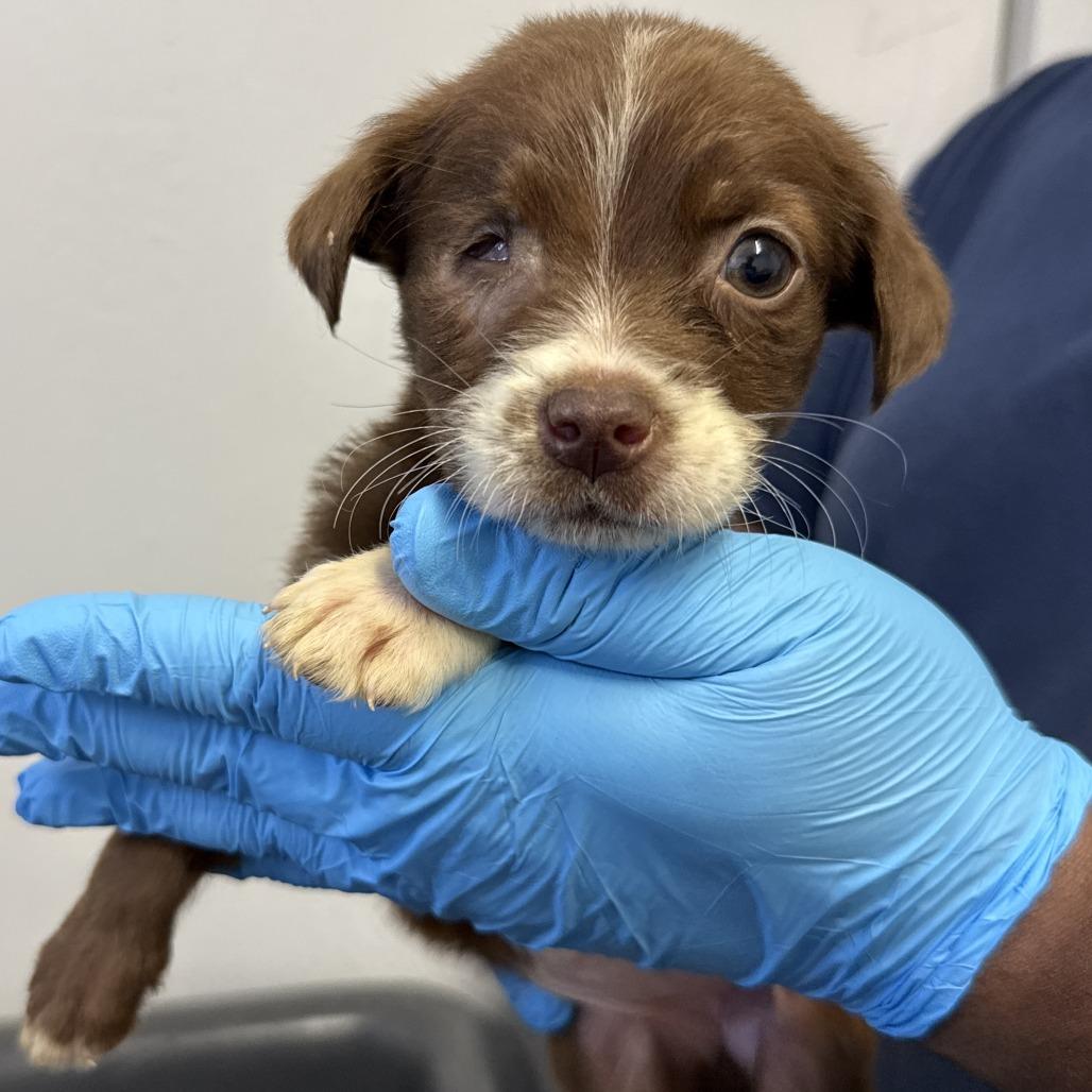 Riley, Adoptable, Puppy Female Pointer & Cattle Dog.