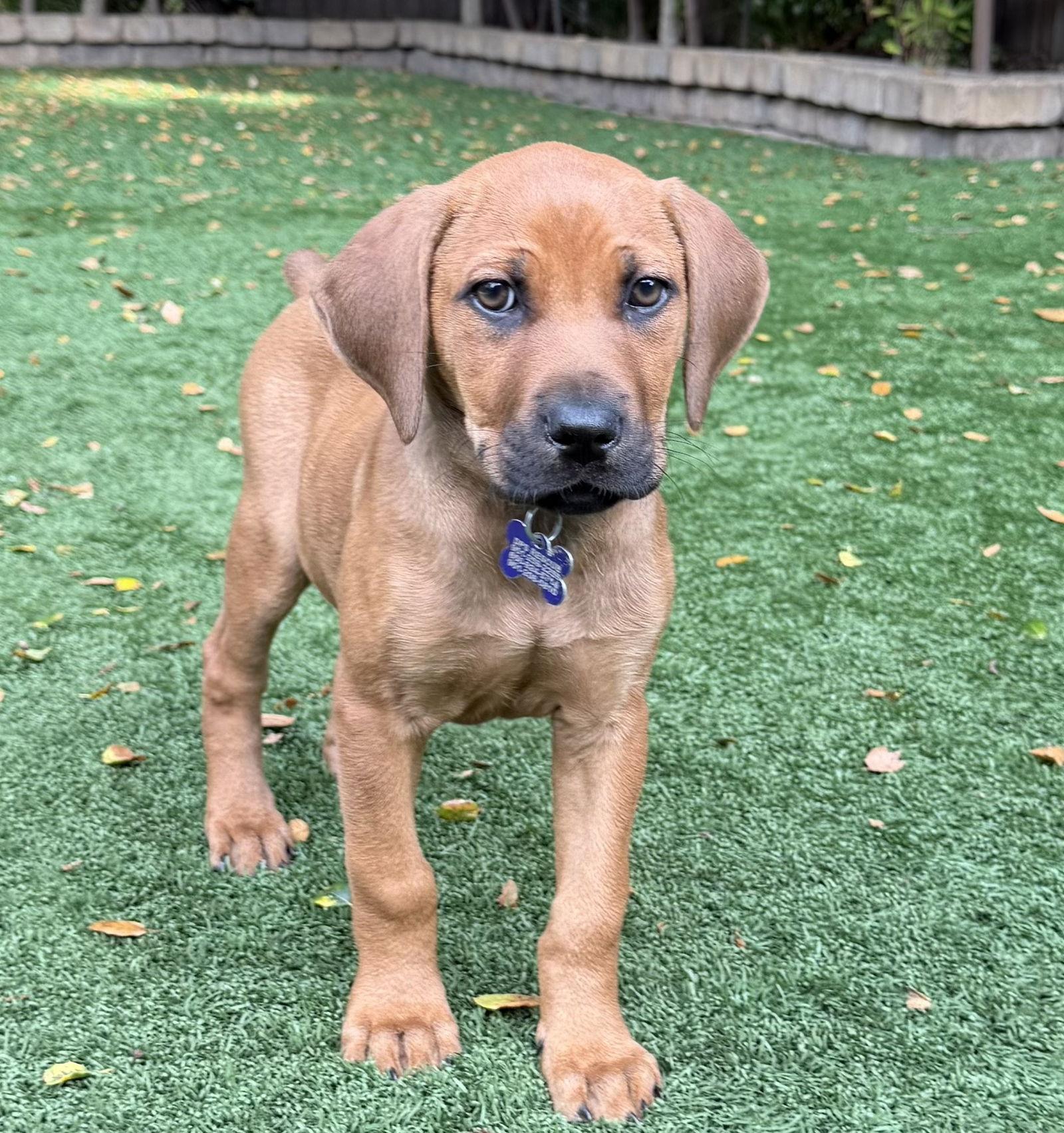 Fruit Punch thumbnail 2