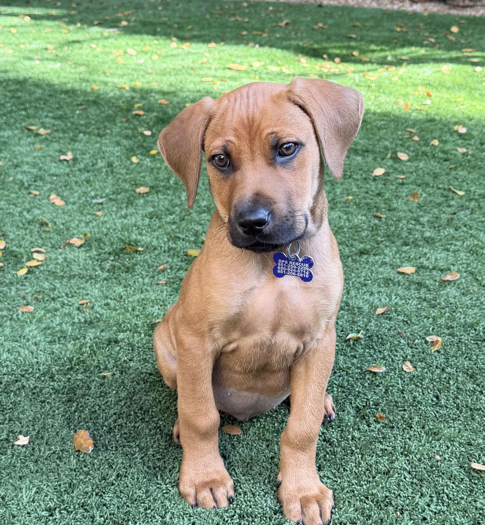 Fruit Punch thumbnail 4