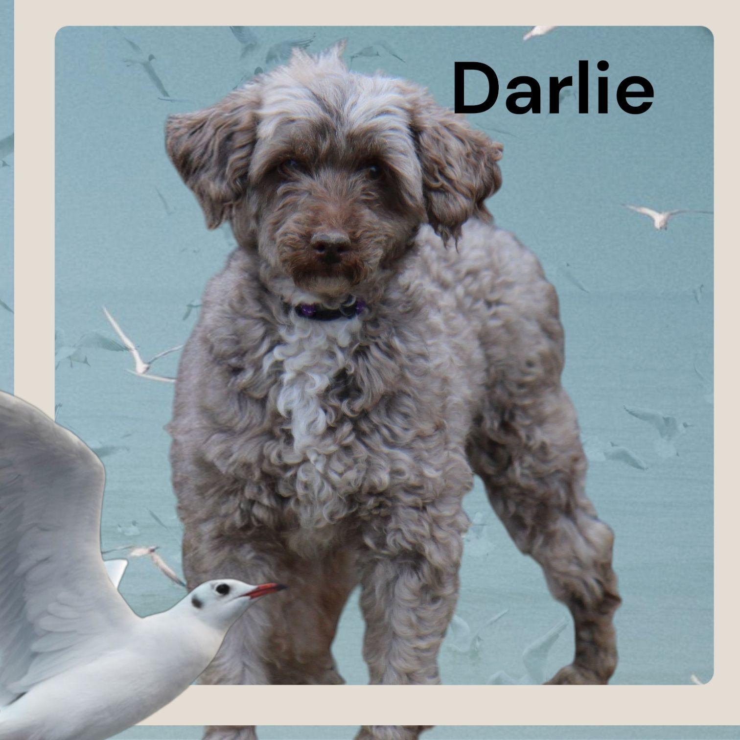 Darlie thumbnail 5