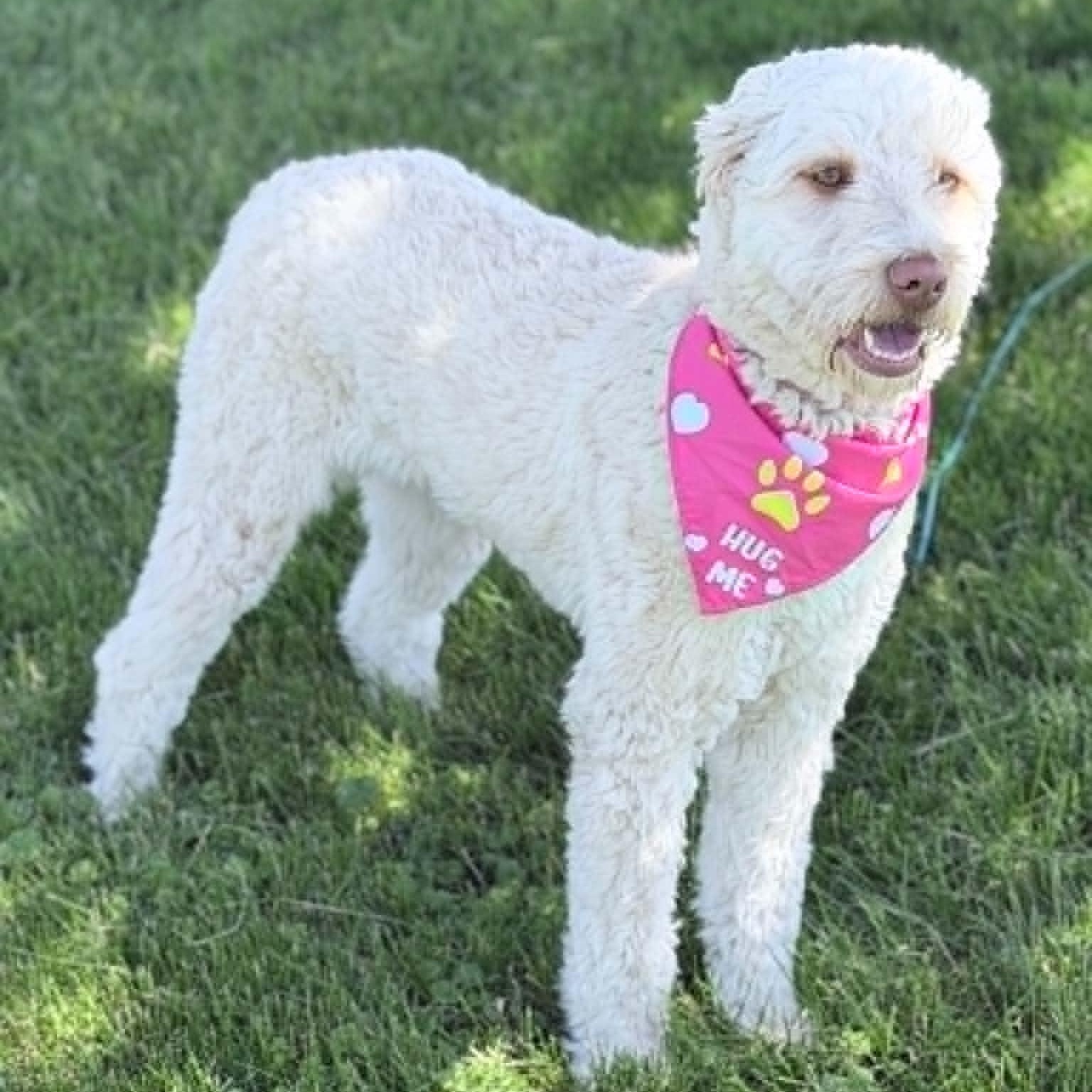 Enlarge Daisy, an adopted mixed breed in Wapakoneta, OH image 5/5