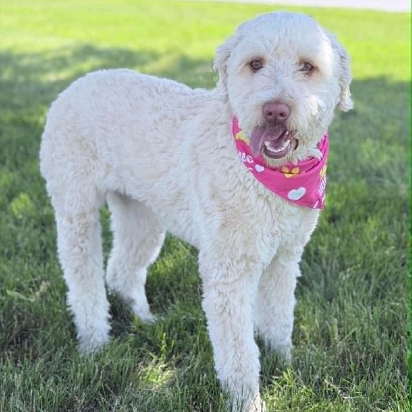 Enlarge Daisy, an adopted mixed breed in Wapakoneta, OH image 4/5