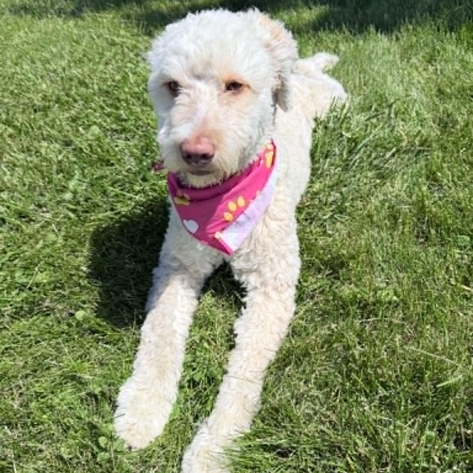 Enlarge Daisy, an adopted mixed breed in Wapakoneta, OH image 3/5