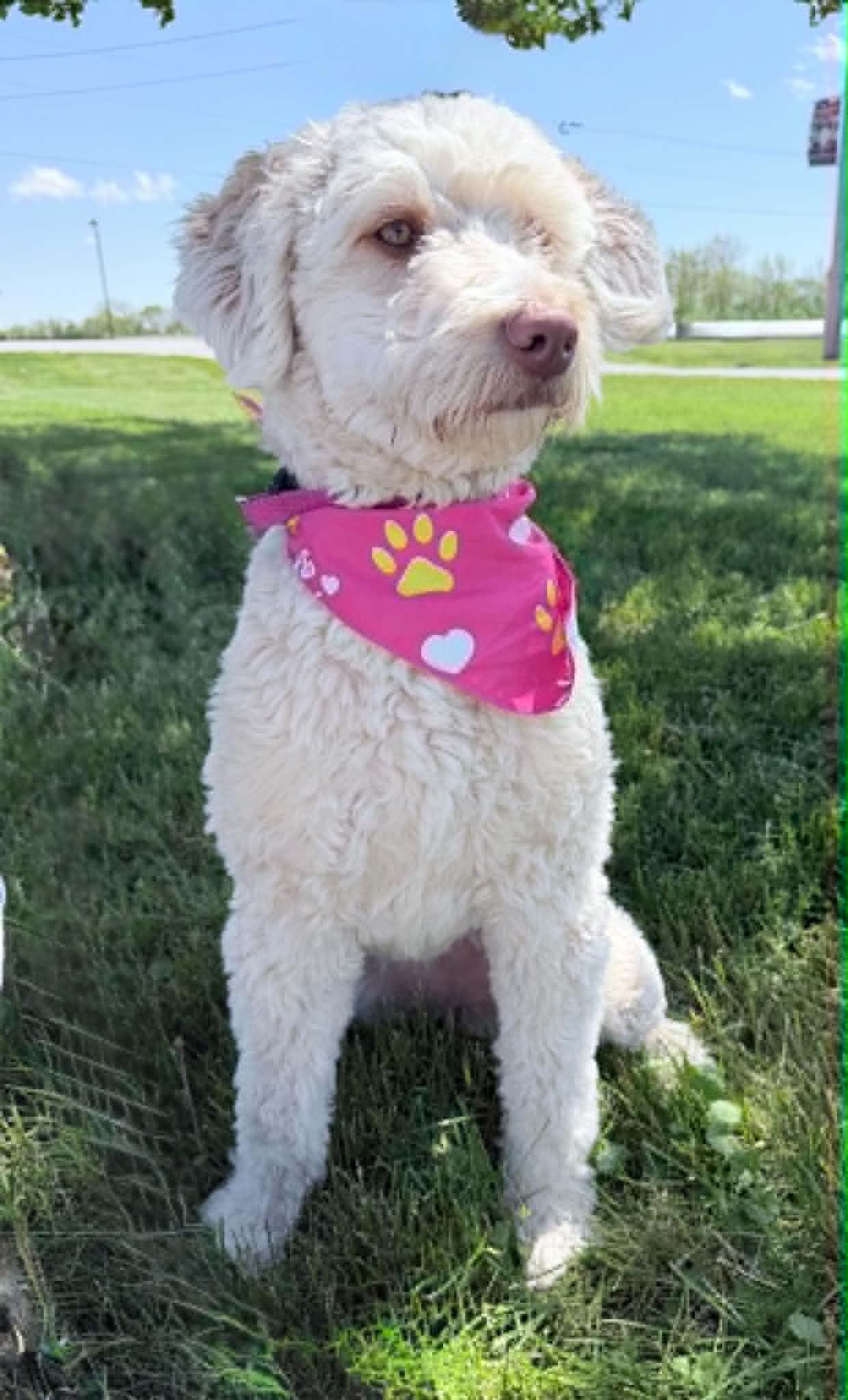 Enlarge Daisy, an adopted mixed breed in Wapakoneta, OH image 2/5