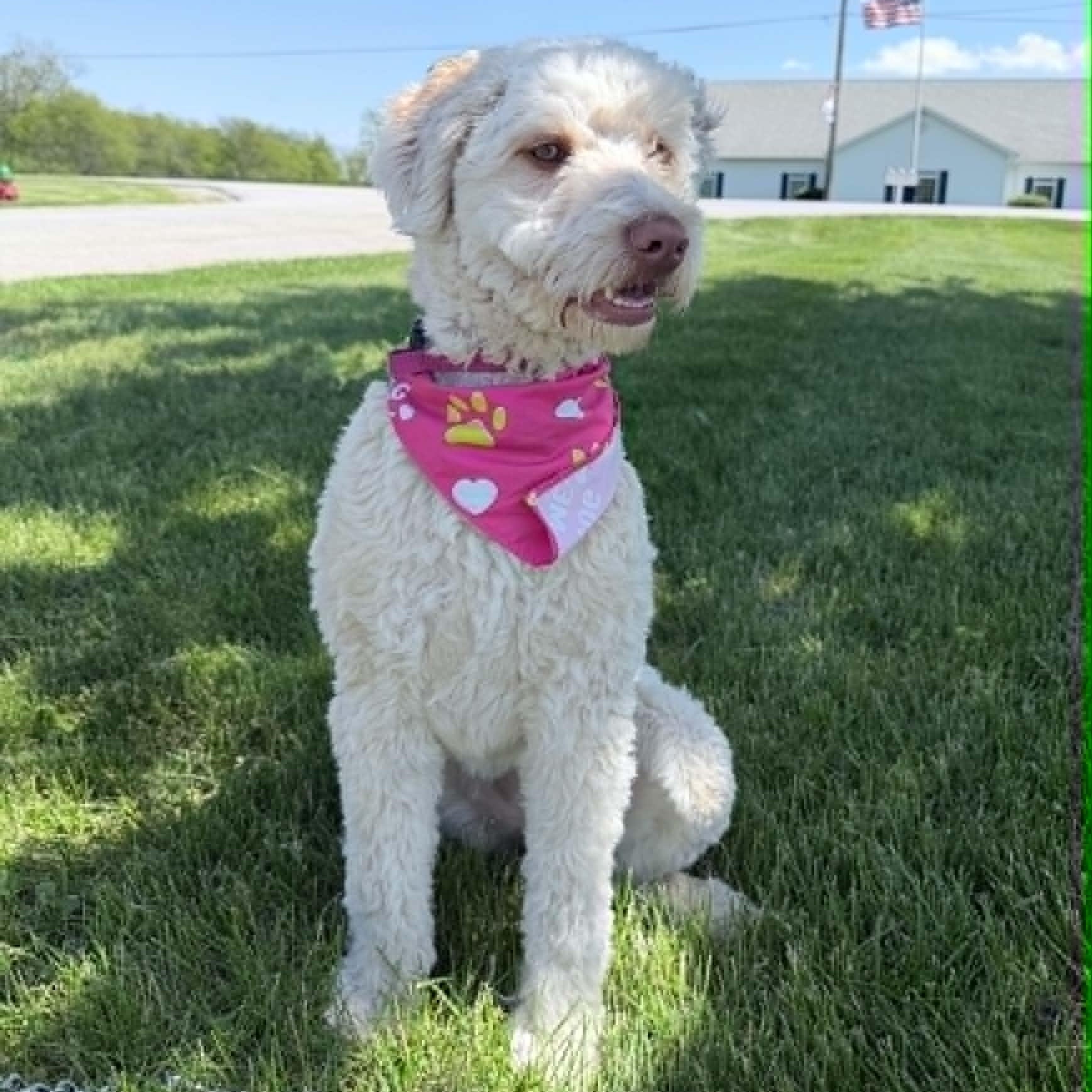 Daisy, adopted, Young Female Miniature Poodle & Australian Shepherd.