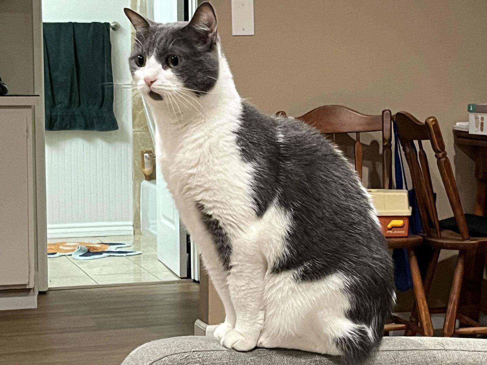 binx, Adopted, Adult Female Tuxedo & Domestic Short Hair.