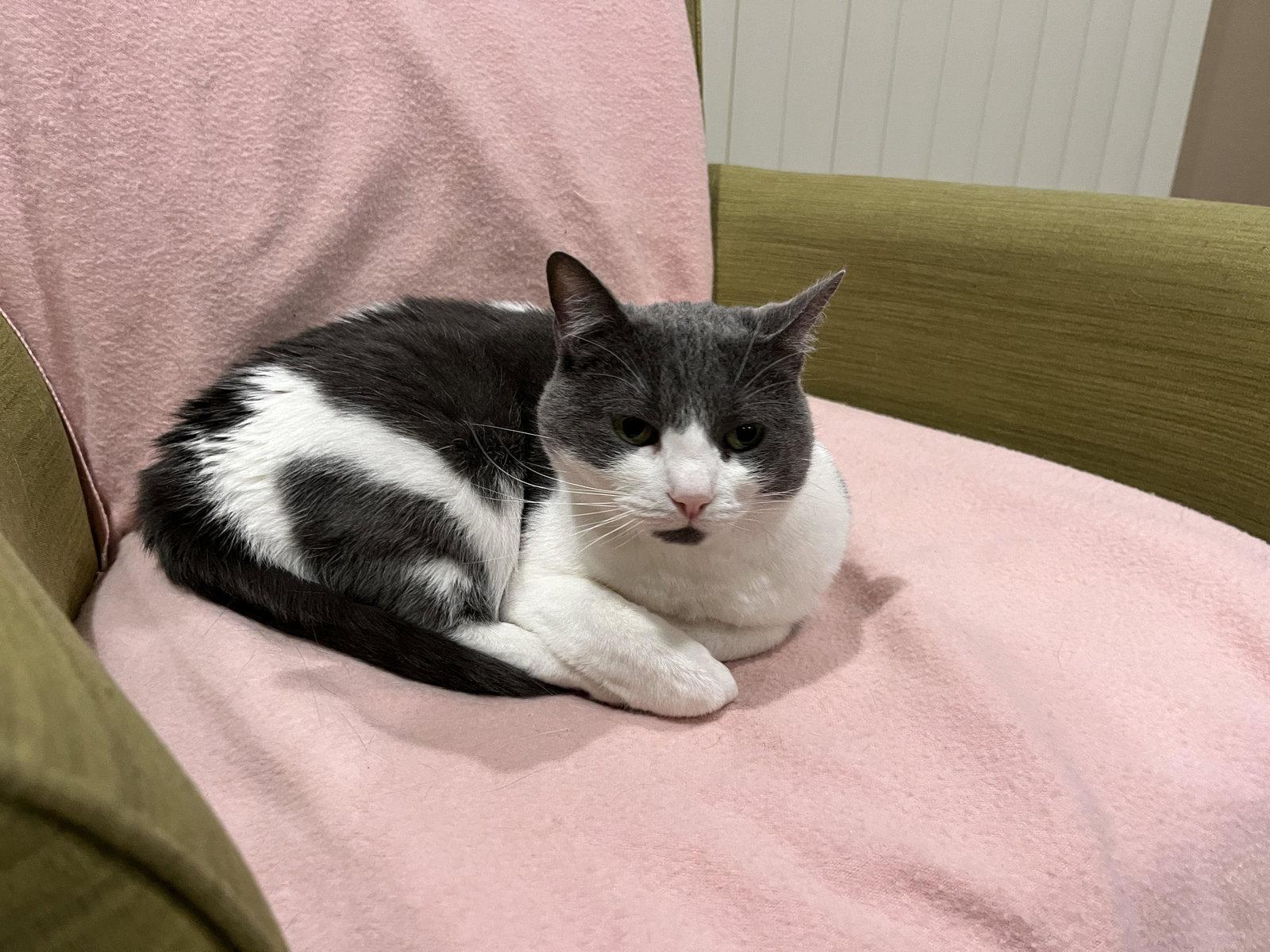 Enlarge binx, a Adopted mixed breed in San Jose, CA image 2/2