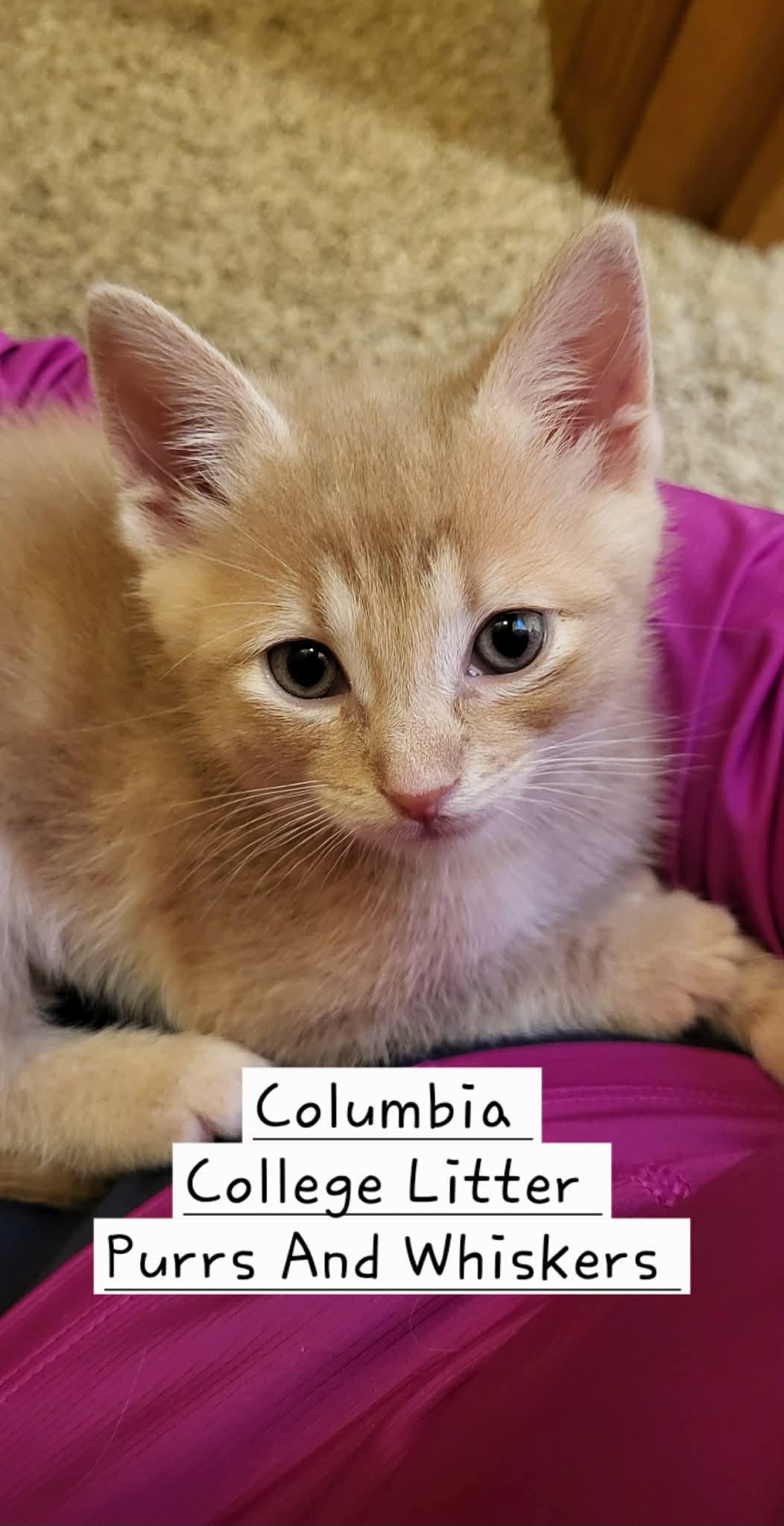Enlarge Columbia, an adopted Domestic Short Hair in New Hartford, NY image 1/1