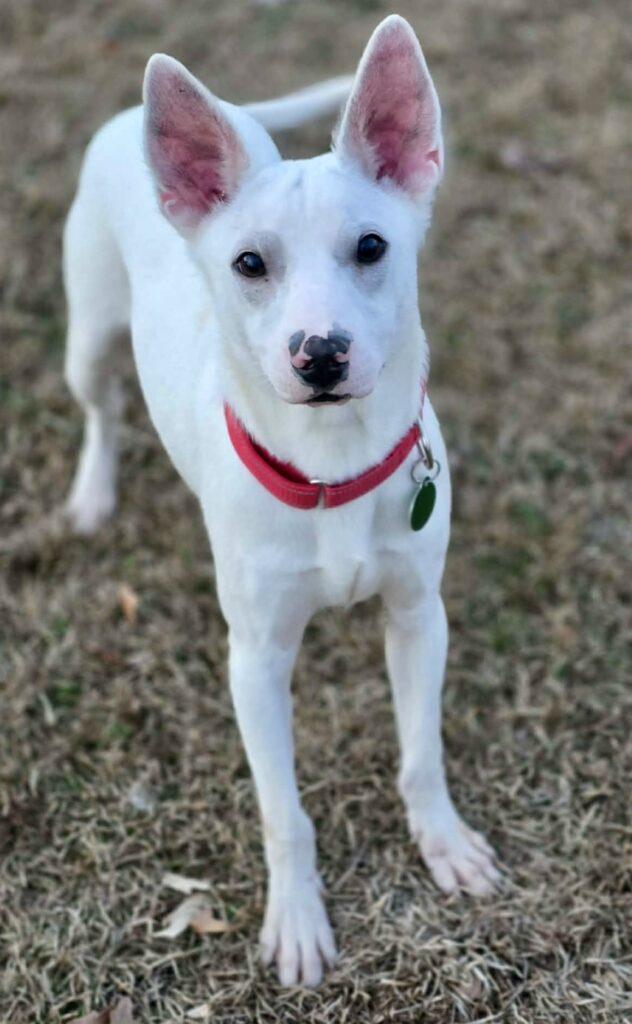 Enlarge Jingle, a ADOPTABLE mixed breed in Red Hook, NY image 3/3
