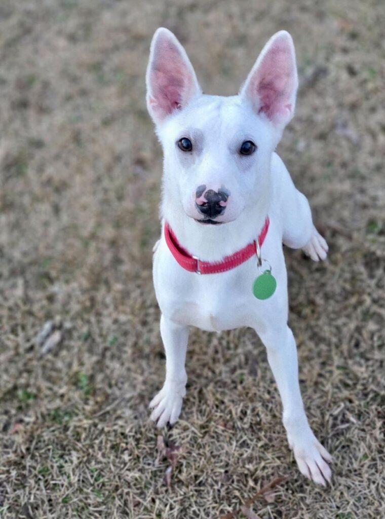 Jingle, ADOPTABLE, Young Male Mixed Breed.