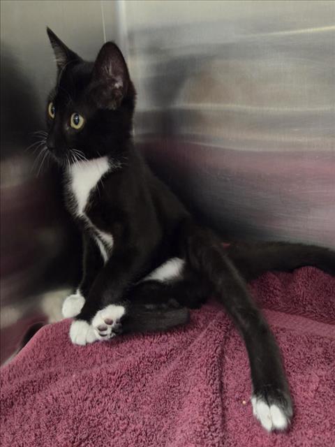 Enlarge TUX, a Adoptable Domestic Short Hair in Norco, CA image 1/1