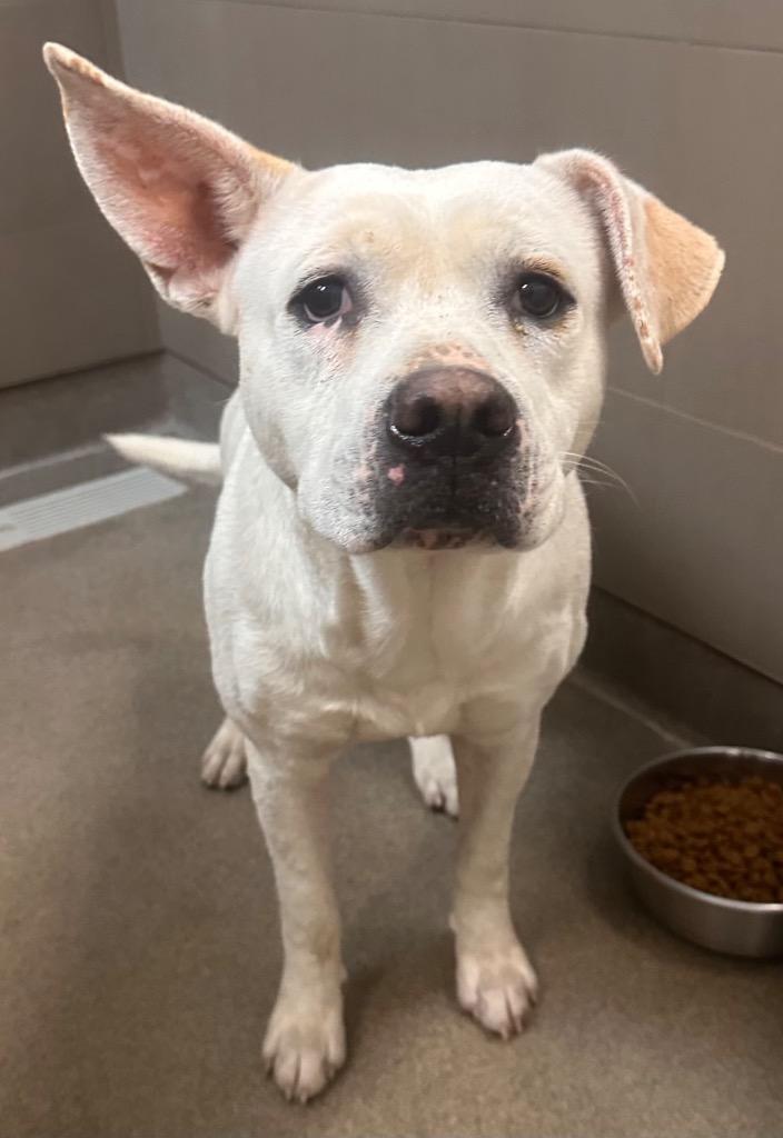 Enlarge Carl, a Adoptable mixed breed in Rome, GA image 1/1