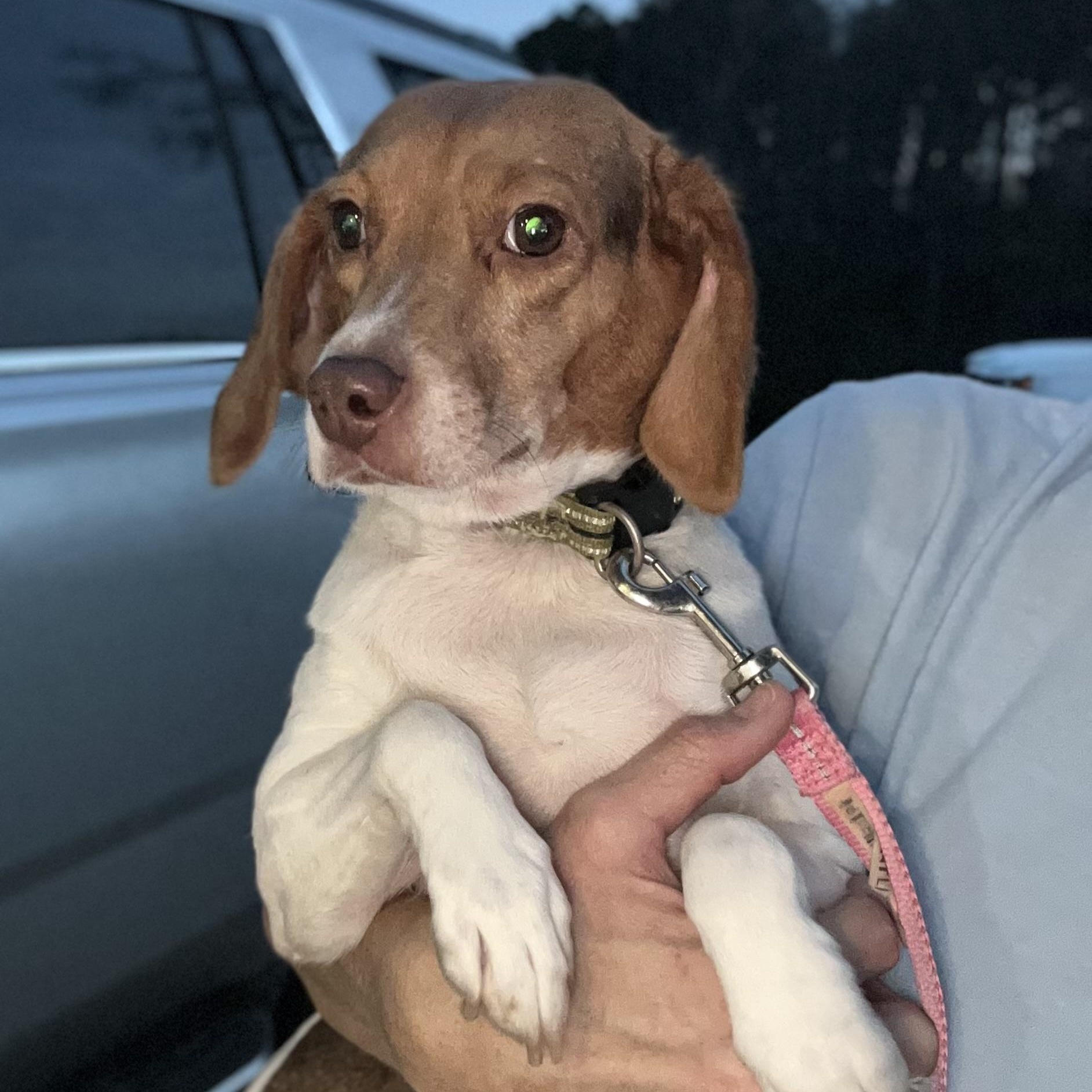 Enlarge KoKo, a Adoptable Beagle in Johnston, RI image 2/6