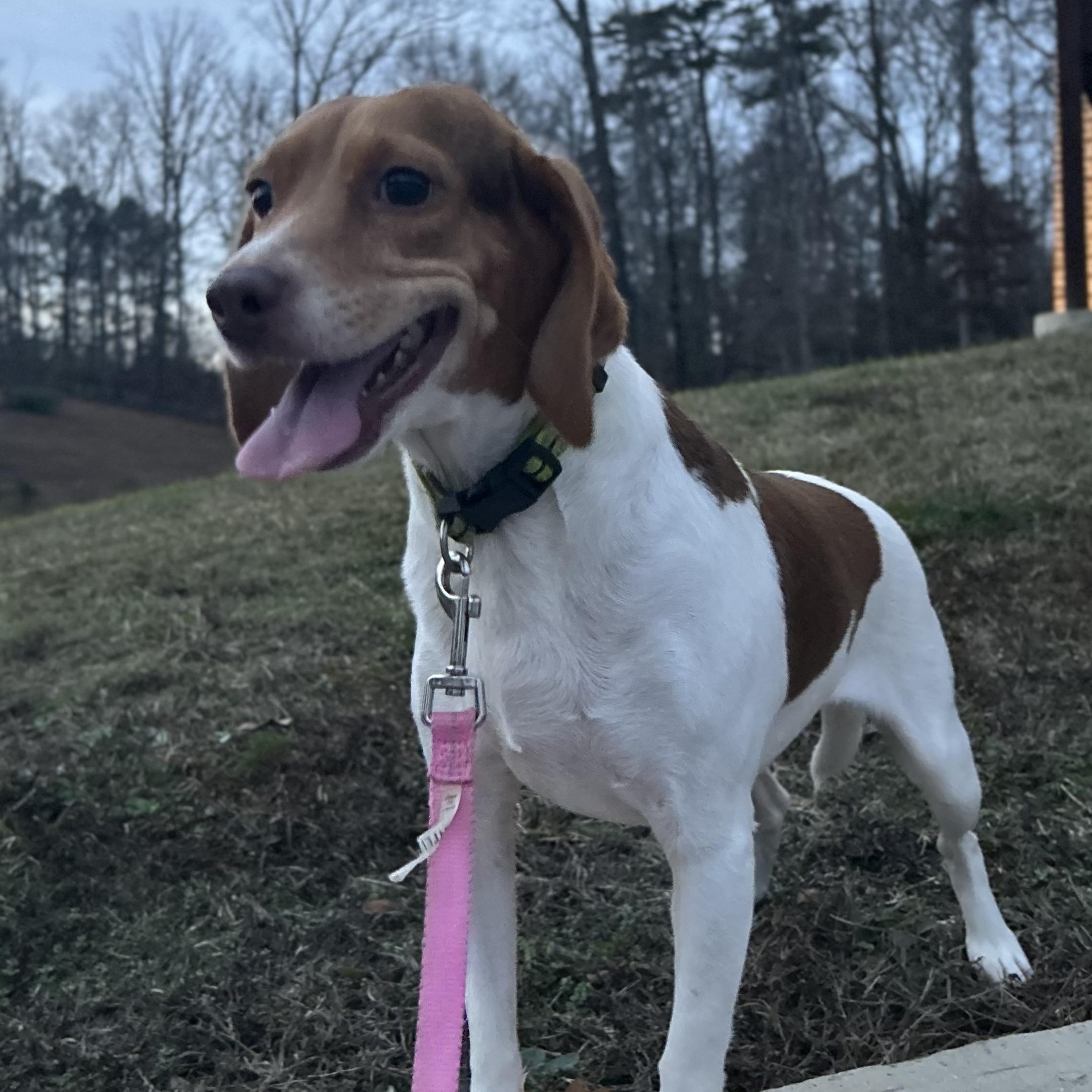 Enlarge KoKo, a Adoptable Beagle in Johnston, RI image 1/6