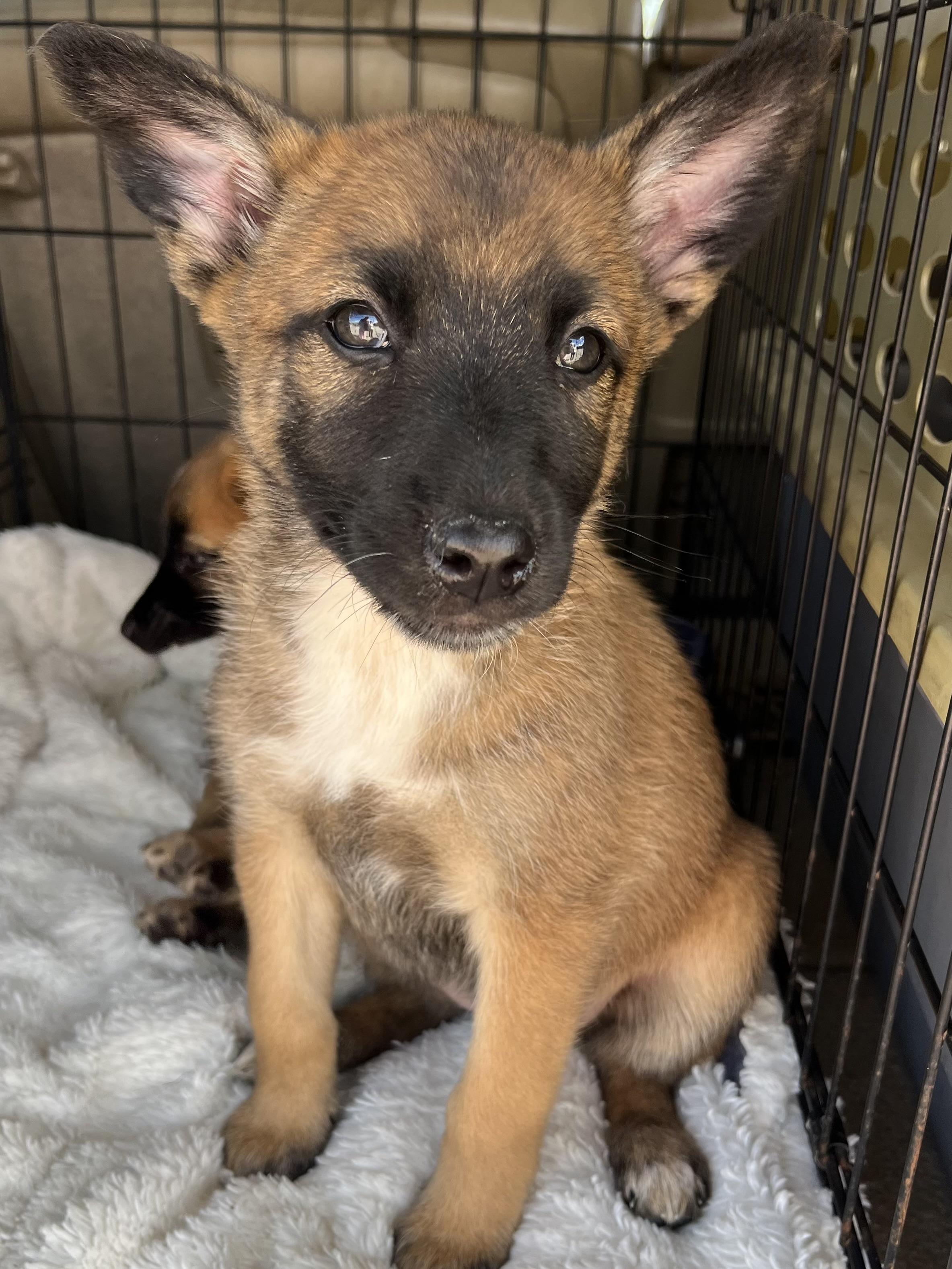 Rue, a Adoptable mixed breed in Gilbert, SC image 5/6