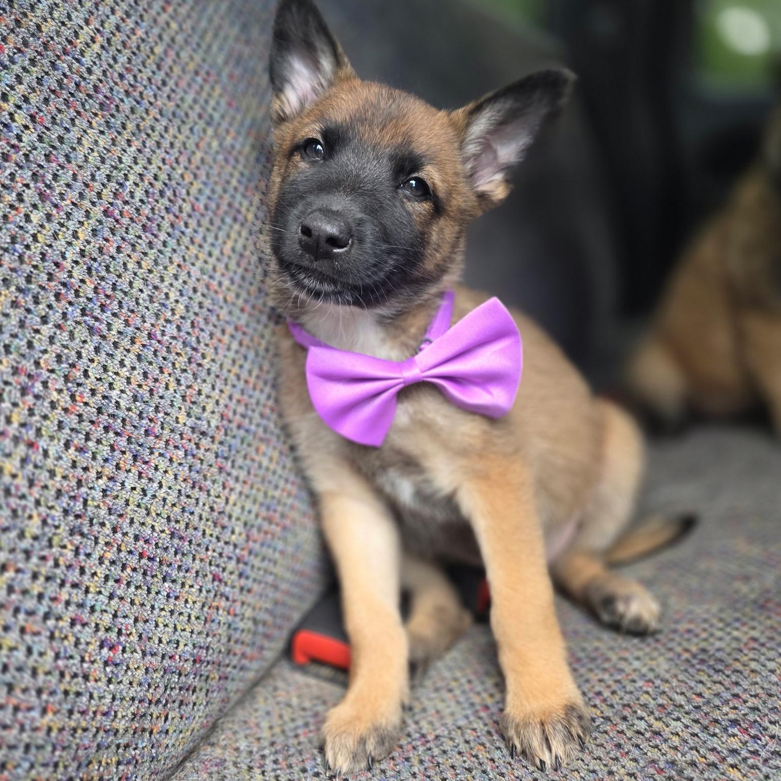 Rue, a Adoptable mixed breed in Gilbert, SC image 3/6