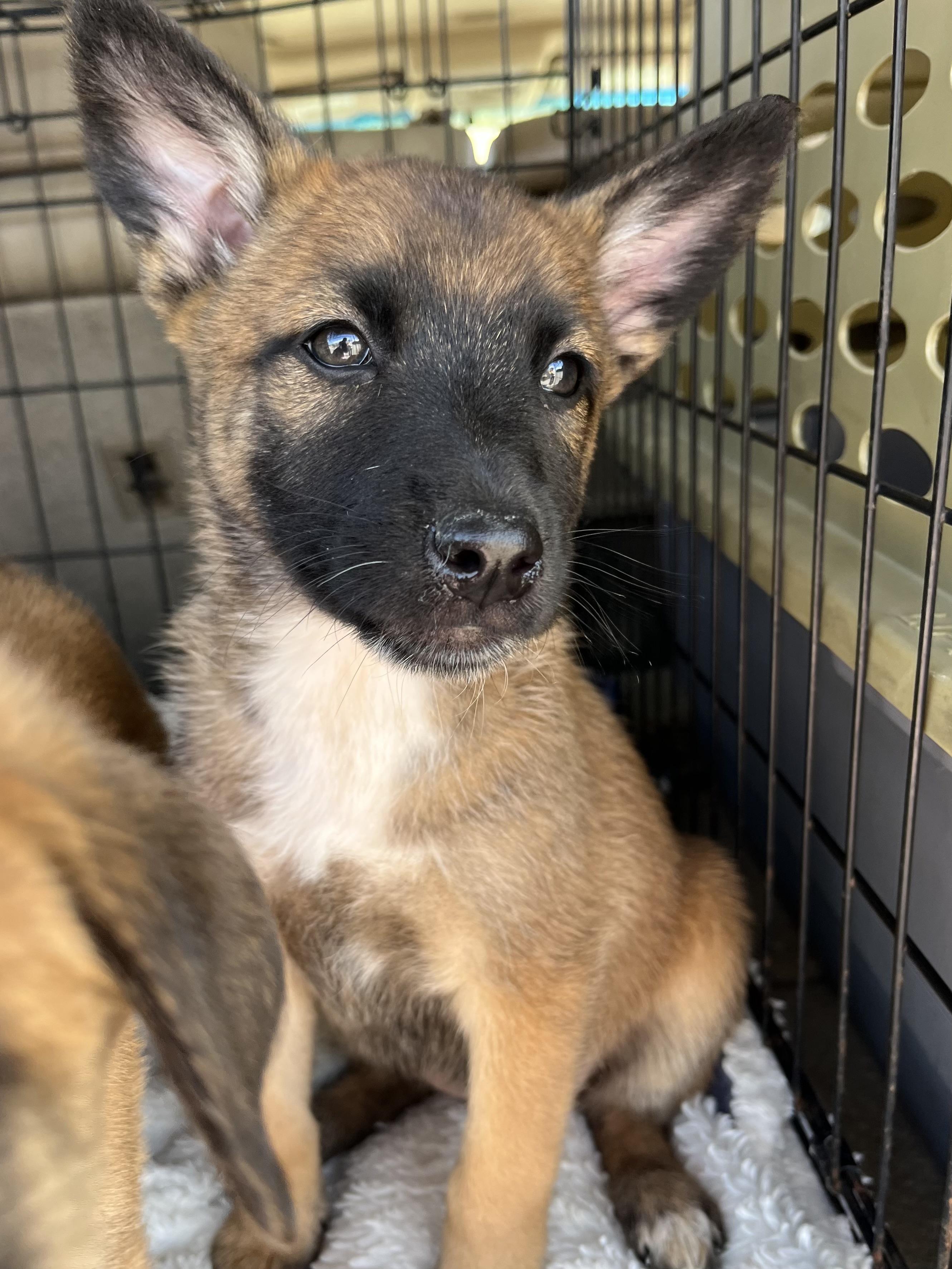 Rue, a Adoptable mixed breed in Gilbert, SC image 6/6