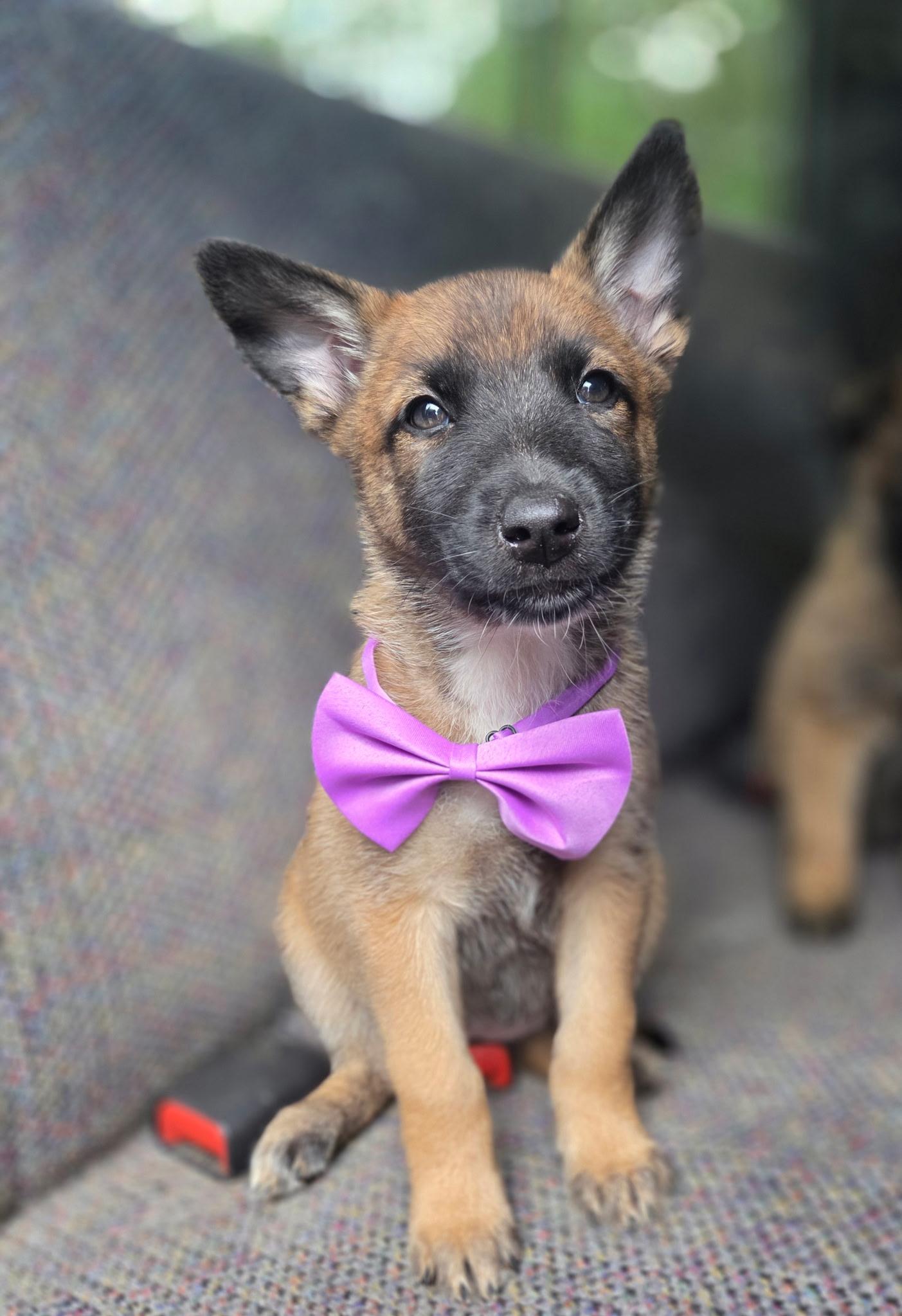 Rue, a Adoptable mixed breed in Gilbert, SC image 2/6