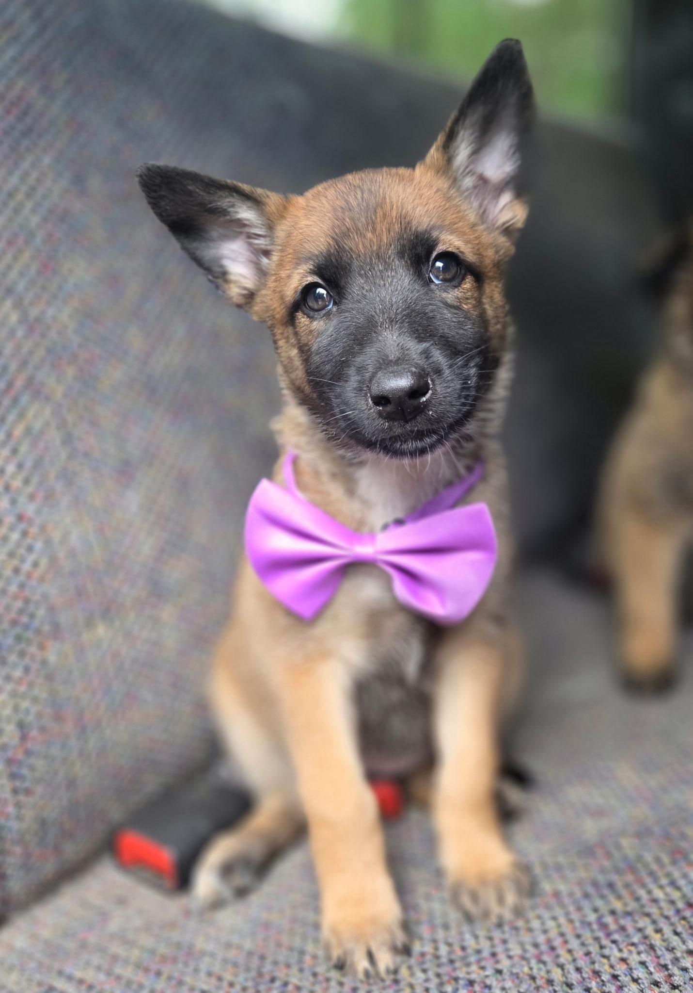 Rue, Adoptable, Puppy Female German Shepherd Dog & Mixed Breed.