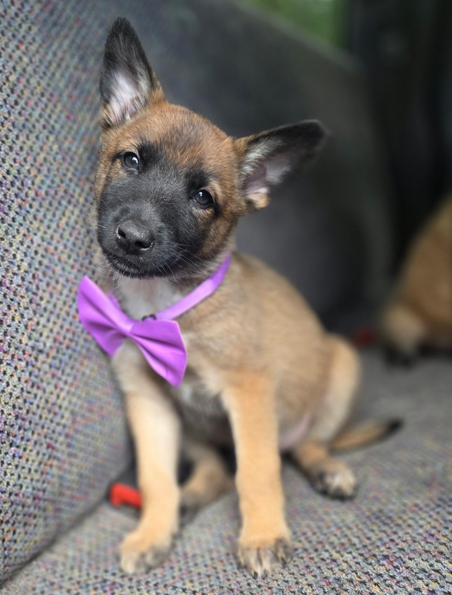 Rue, adopted, Puppy Female German Shepherd Dog & Mixed Breed.