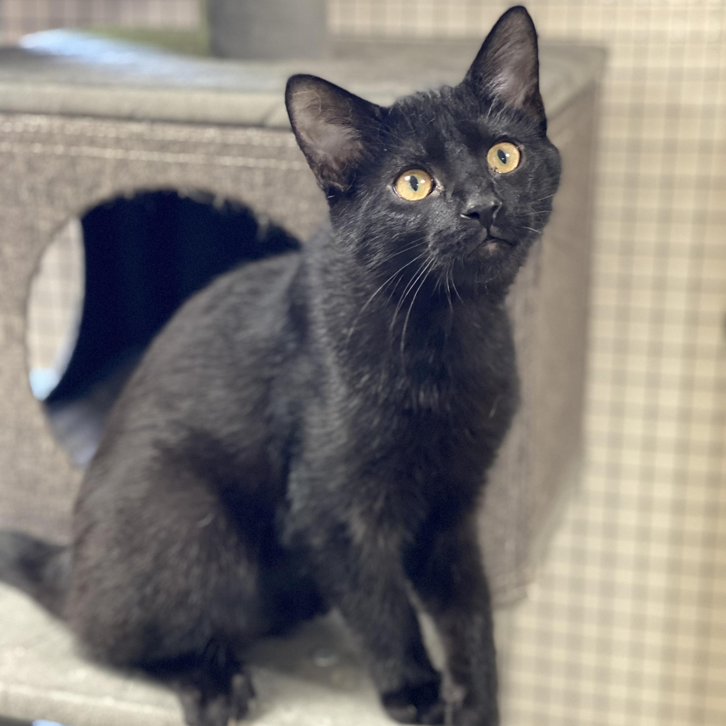 Oliver, Adoptable, Young Male Domestic Short Hair.