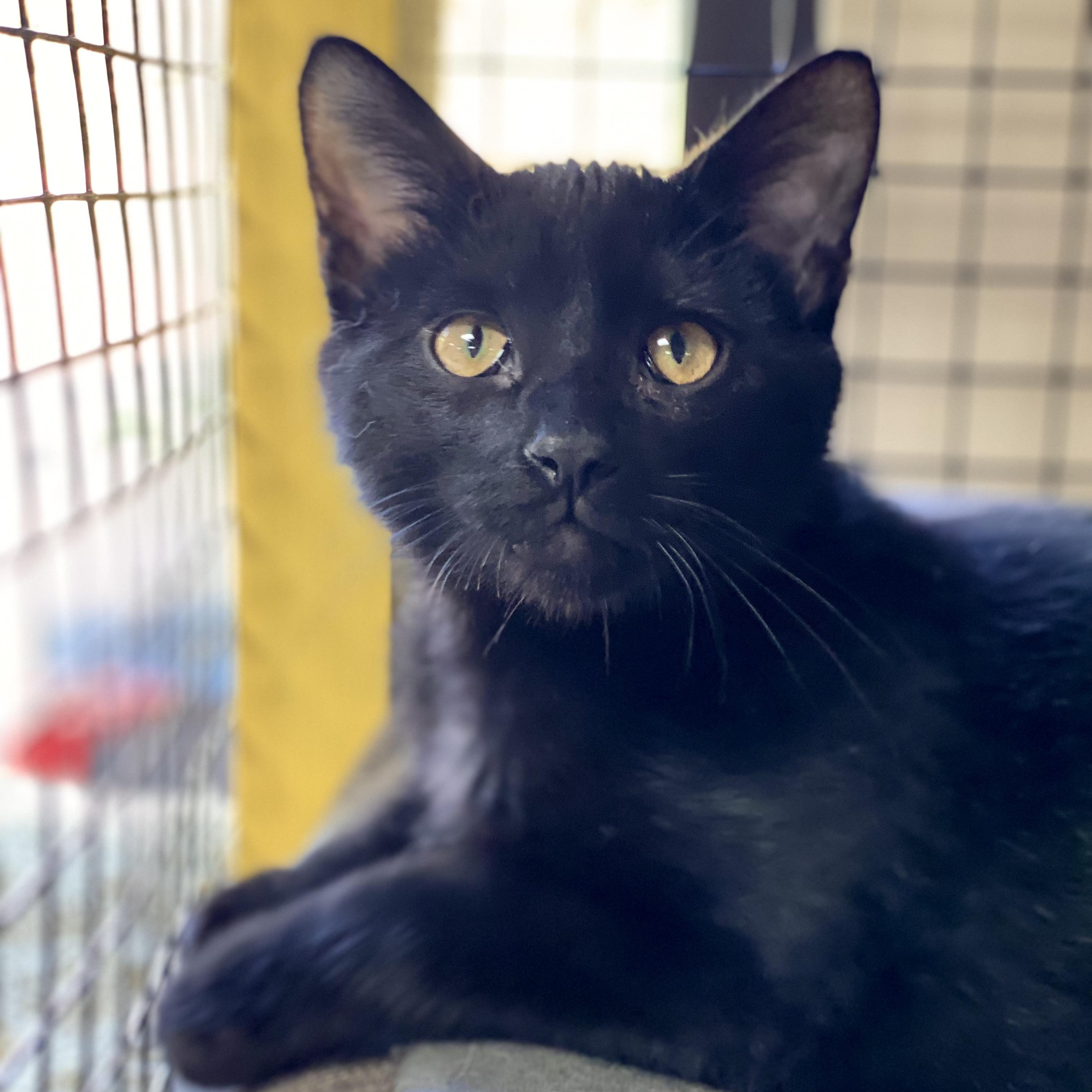 Oliver, Adoptable, Young Male Domestic Short Hair.
