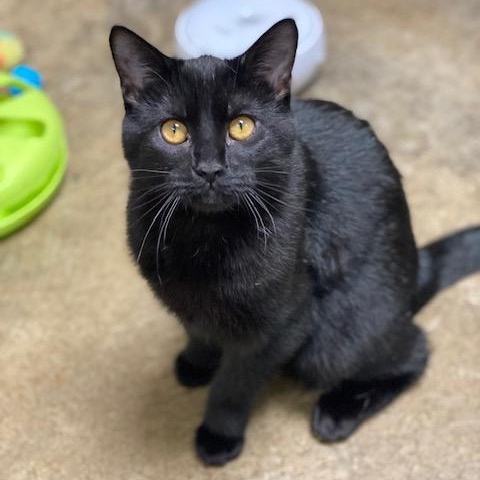 Enlarge Oliver, an adopted Domestic Short Hair in Collierville, TN image 1/4