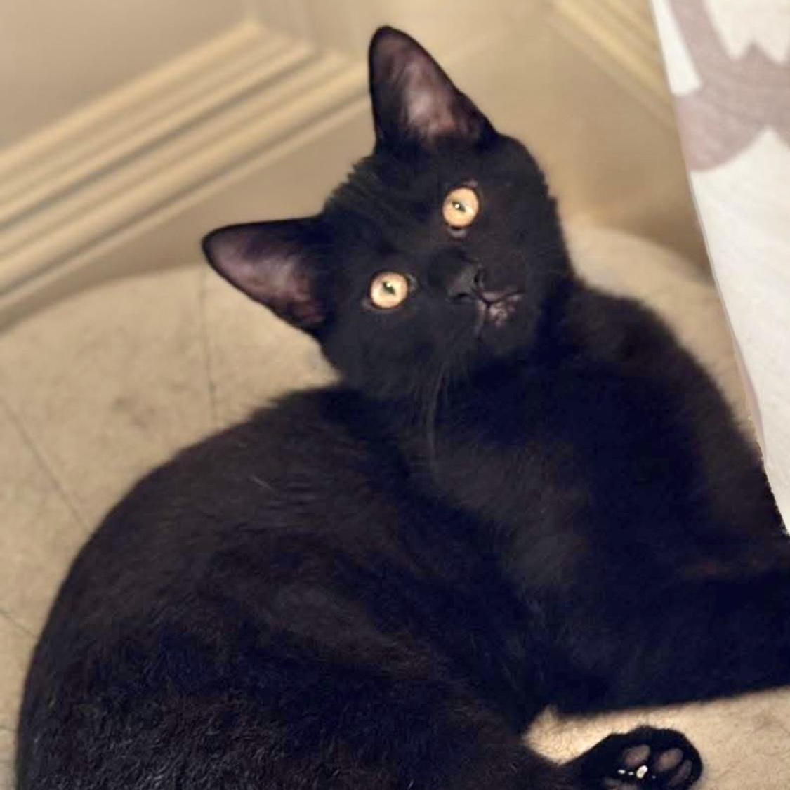 Oliver, a Adoptable Domestic Short Hair in Collierville, TN image 5/5