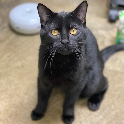 Enlarge Oliver, an adopted Domestic Short Hair in Collierville, TN image 2/4