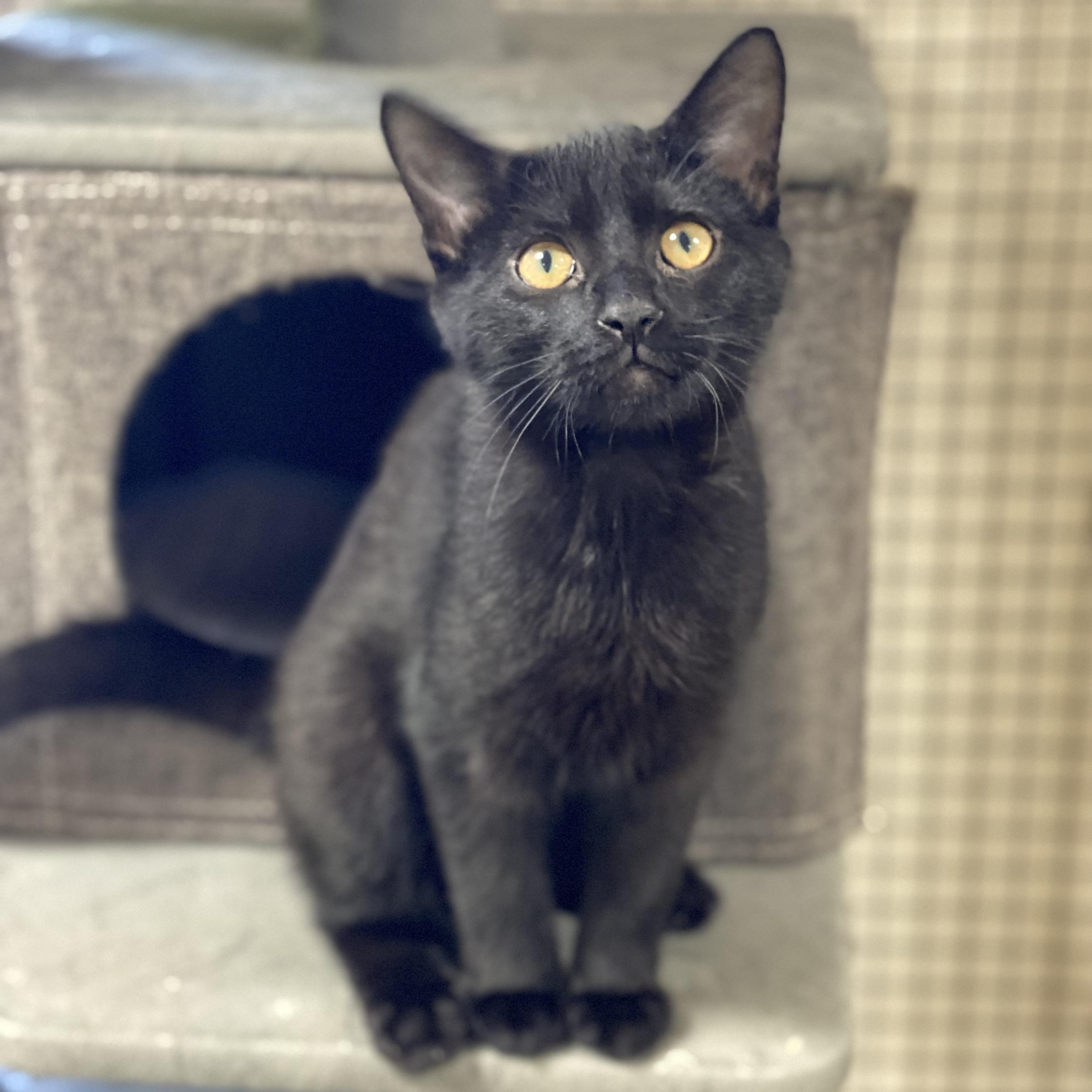 Oliver, a Adoptable Domestic Short Hair in Collierville, TN image 3/5