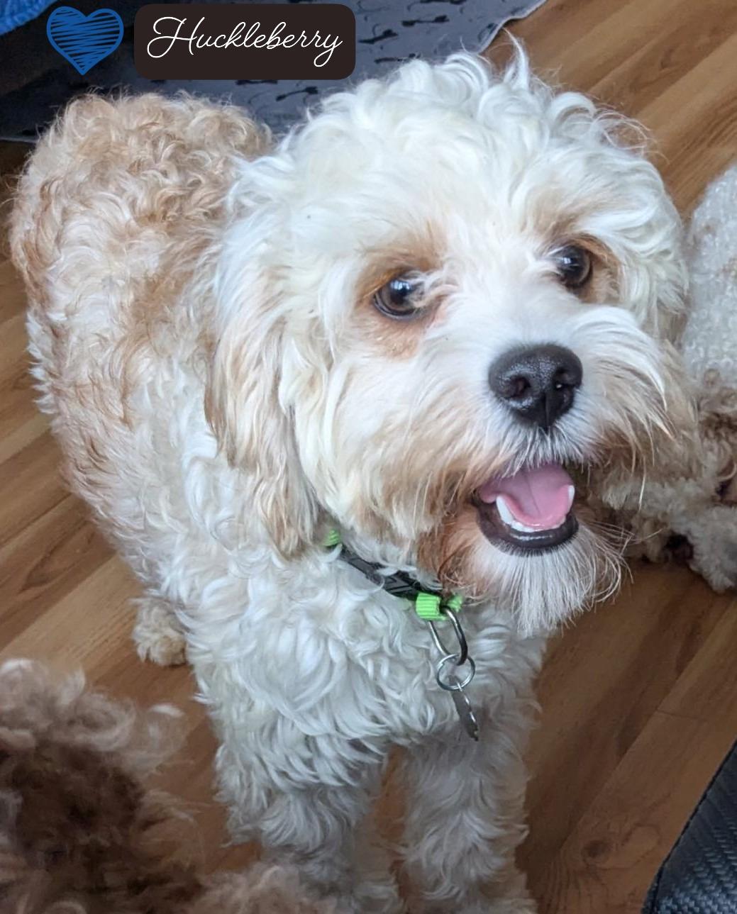 Huckleberry thumbnail 2