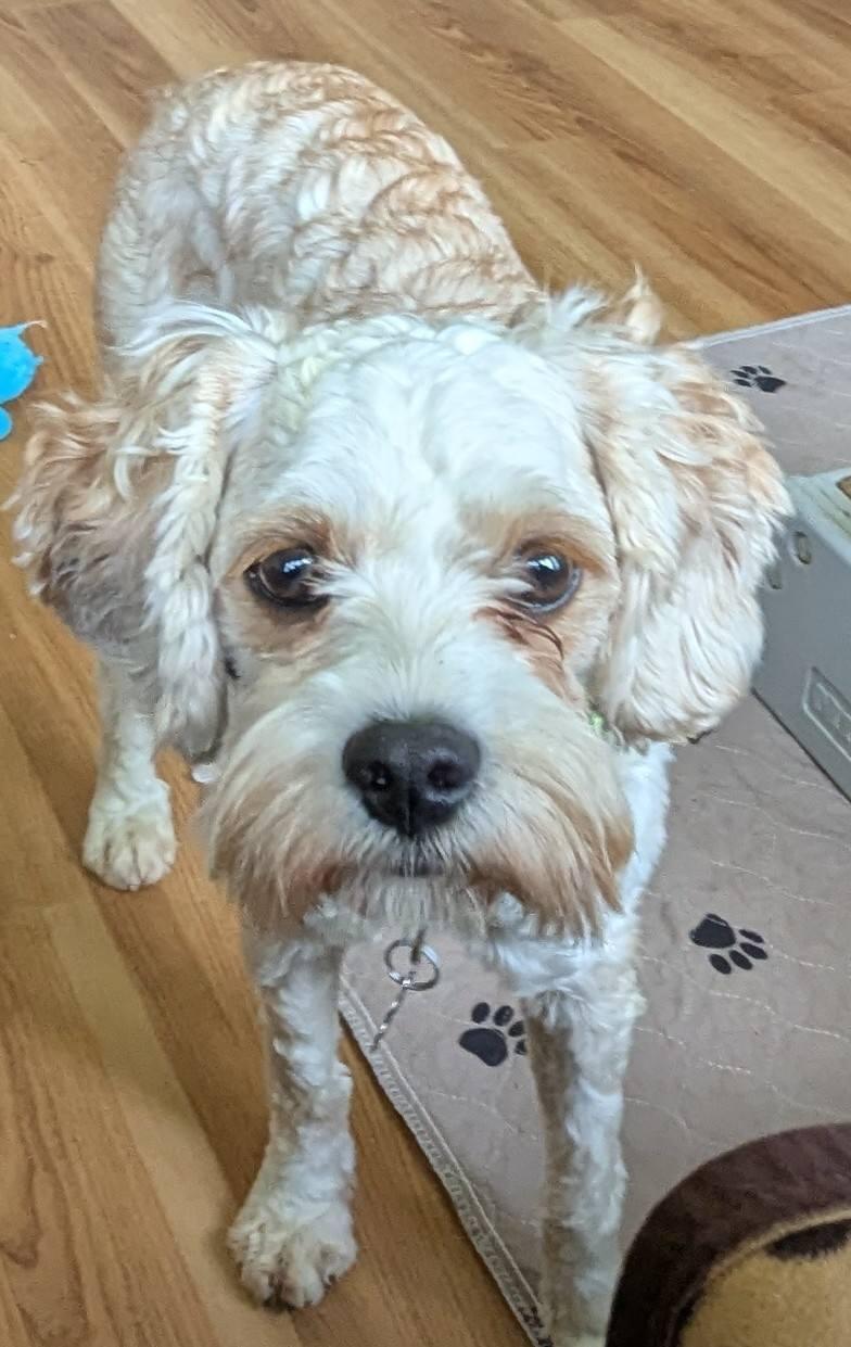 Huckleberry thumbnail 3