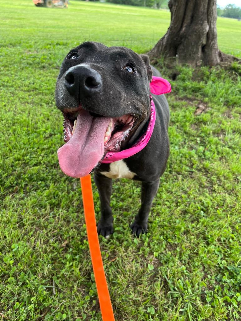 Lita, a Adoptable mixed breed in Saint Francisville, LA image 1/6