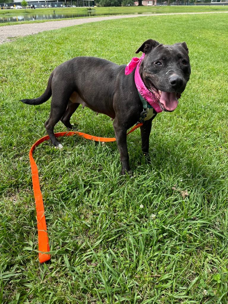 Lita, a Adoptable mixed breed in Saint Francisville, LA image 2/6