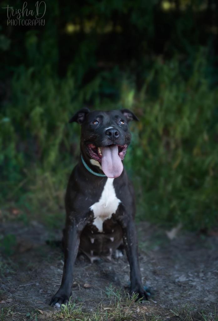 Enlarge Lita, a Adoptable mixed breed in Saint Francisville, LA image 2/6