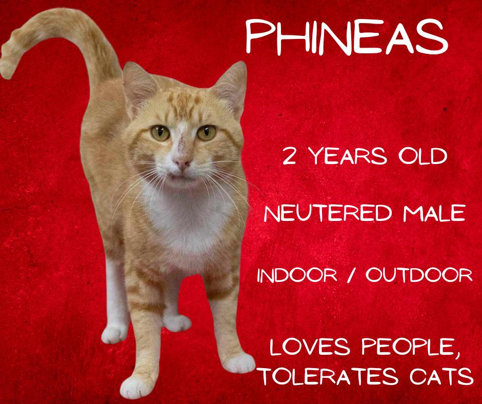 Phineas, Adoptable, Adult Male Domestic Short Hair.