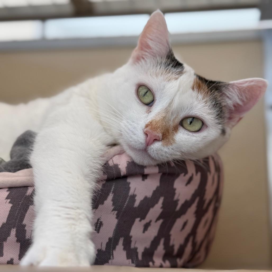 Momma Girl, a Adoptable Domestic Short Hair in Newark, DE image 3/6