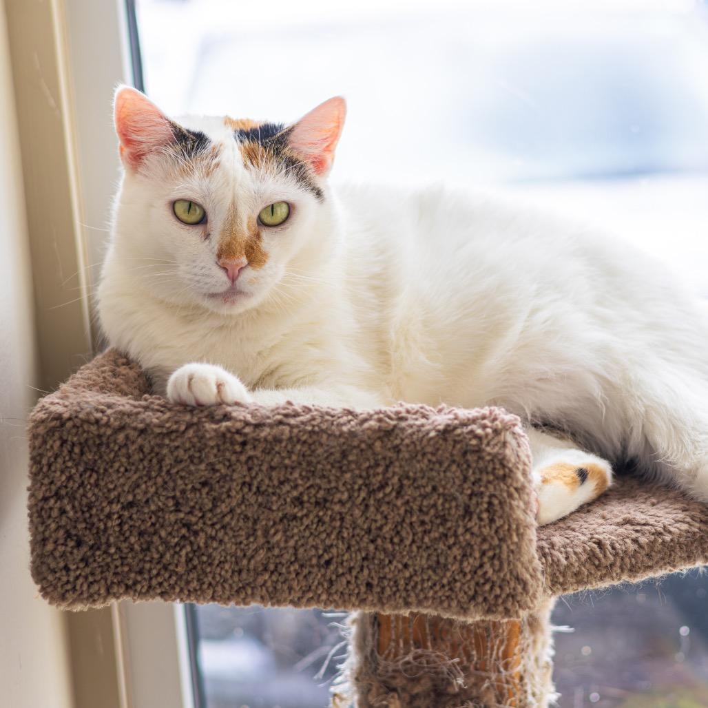 Momma Girl, a Adoptable Domestic Short Hair in Newark, DE image 4/6