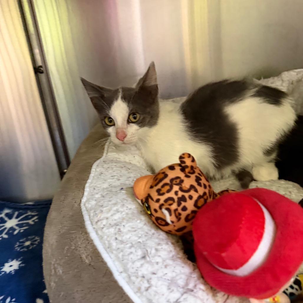 Greg, Adoptable, Kitten Male Domestic Short Hair.