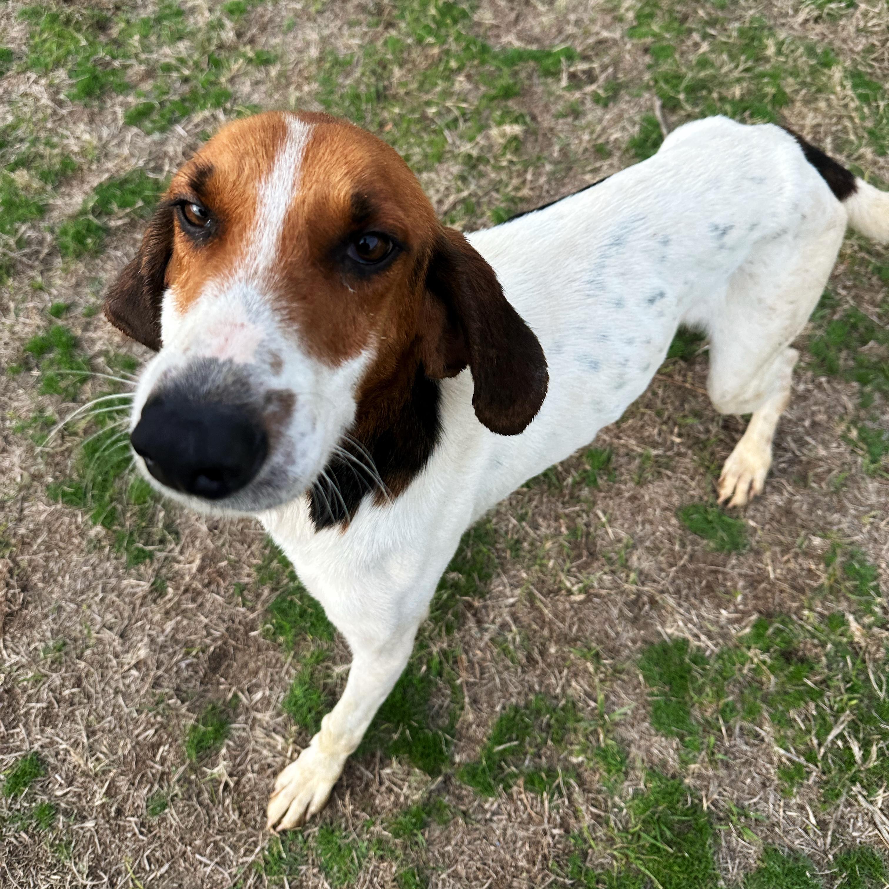 Trooper, ADOPTABLE, Young Male Treeing Walker Coonhound.