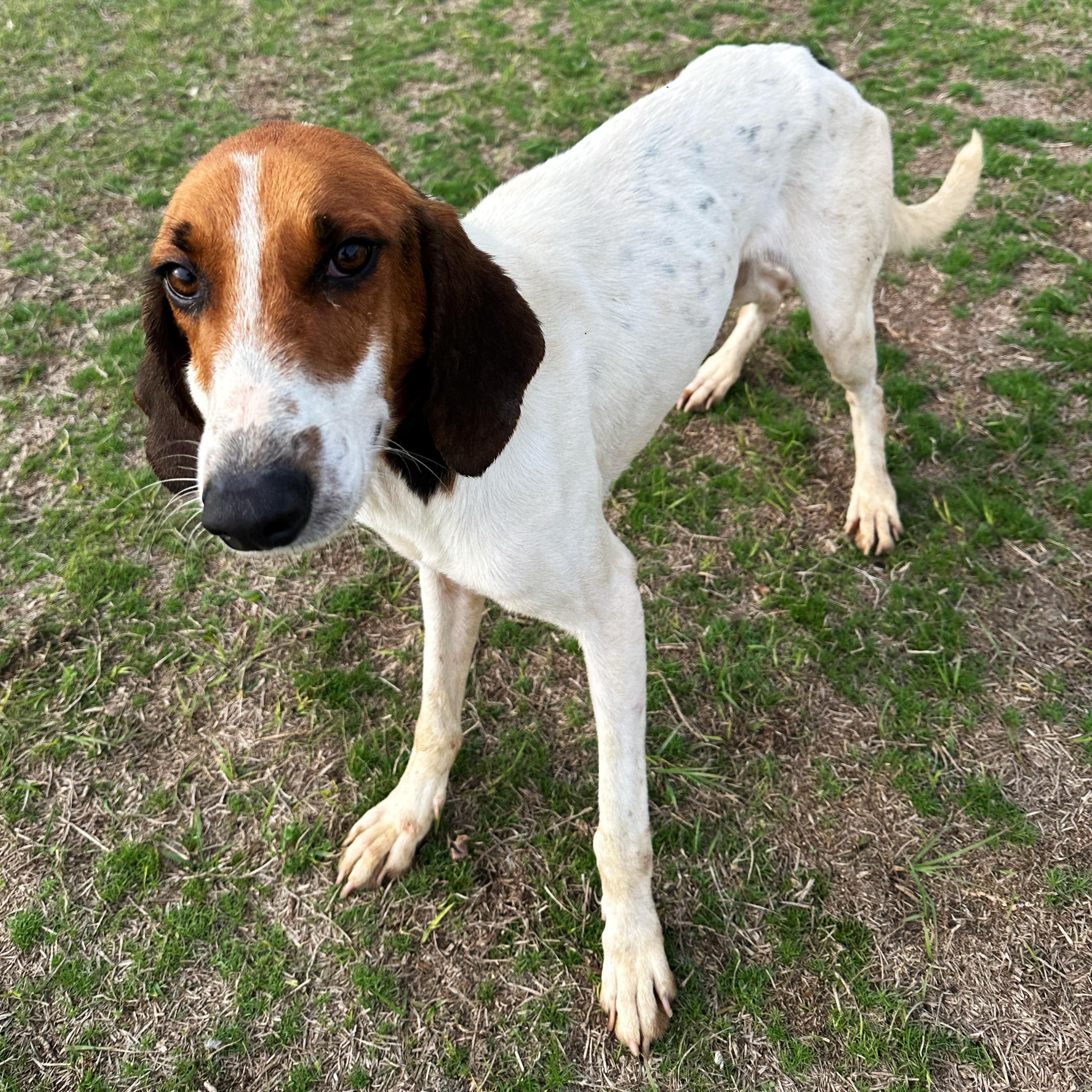 Enlarge Trooper, a ADOPTABLE mixed breed in Valdosta, GA image 2/2