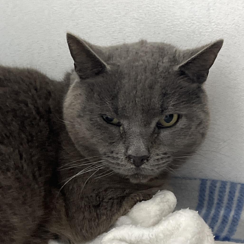Charlie, Adoptable, Adult Male Russian Blue.